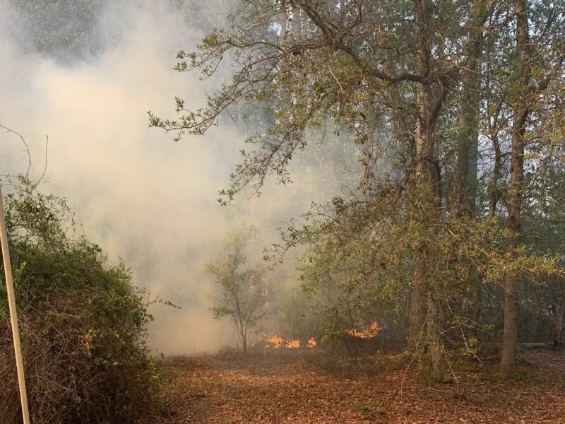 A forested area with dry leaves covering the ground and some small flames burning near the base of the trees. Thick smoke is rising and partially obscuring the background. Trees with sparse green leaves surround the scene.