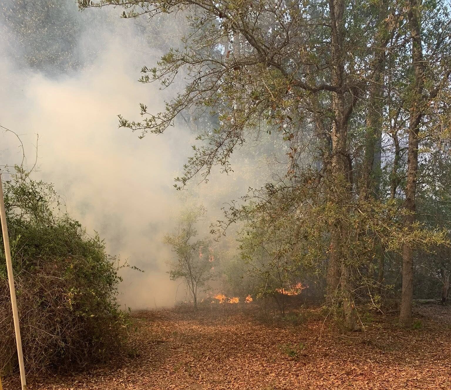 A forested area with dry leaves covering the ground and some small flames burning near the base of the trees. Thick smoke is rising and partially obscuring the background. Trees with sparse green leaves surround the scene.