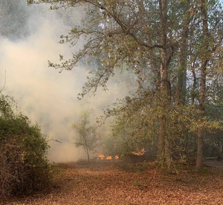 A forested area with dry leaves covering the ground and some small flames burning near the base of the trees. Thick smoke is rising and partially obscuring the background. Trees with sparse green leaves surround the scene.