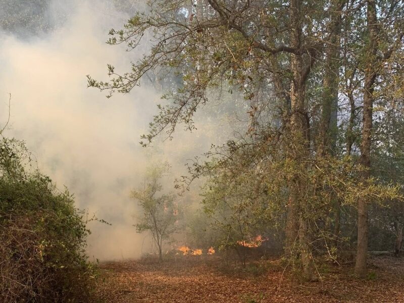 A forested area with dry leaves covering the ground and some small flames burning near the base of the trees. Thick smoke is rising and partially obscuring the background. Trees with sparse green leaves surround the scene.