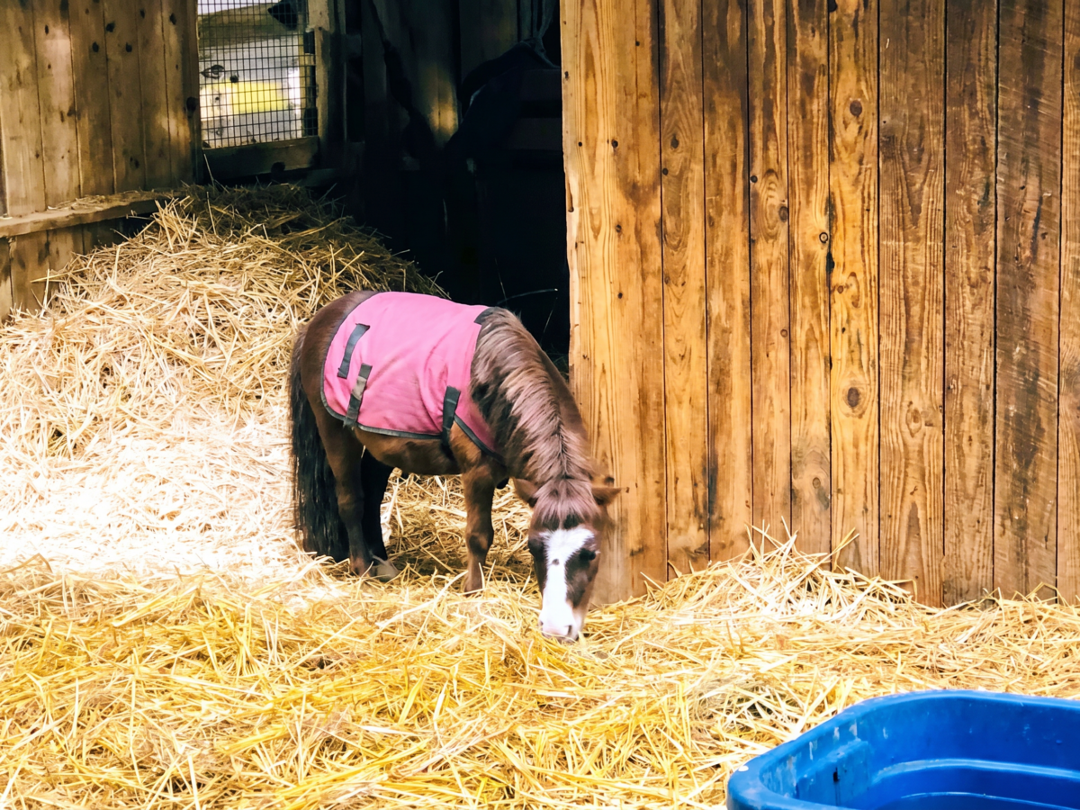 A small brown pony wearing a pink blanket is standing on straw inside a wooden stable. The pony is bending down, possibly eating or sniffing the straw. There is a blue plastic container partially visible in the lower right corner. The stable walls are made of vertical wooden planks.