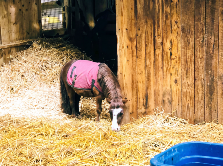 A small brown pony wearing a pink blanket is standing on straw inside a wooden stable. The pony is bending down, possibly eating or sniffing the straw. There is a blue plastic container partially visible in the lower right corner. The stable walls are made of vertical wooden planks.