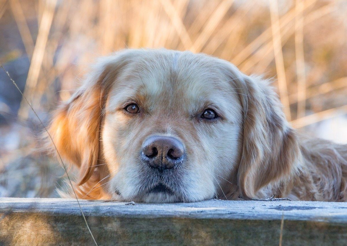 Golden retriever resting its head on a wooden surface, with a blurred natural background of dry grass and soft light.