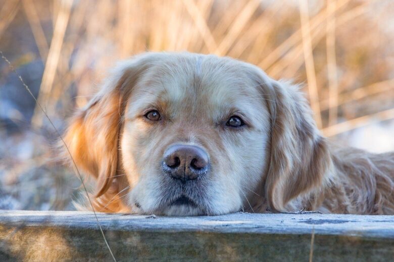 Golden retriever resting its head on a wooden surface, with a blurred natural background of dry grass and soft light.