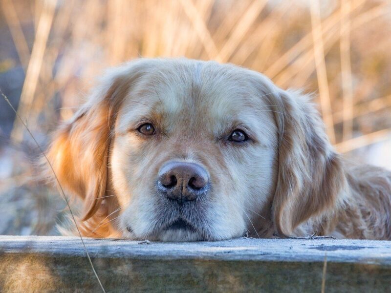Golden retriever resting its head on a wooden surface, with a blurred natural background of dry grass and soft light.