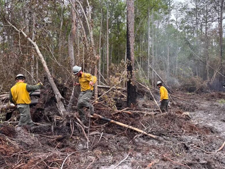 Three firefighters wearing yellow protective jackets, helmets, and green pants are working in a forest area with charred ground and fallen branches, likely after a wildfire. The surrounding trees show signs of burning and smoke is visible in the background.