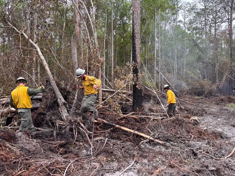 Three firefighters wearing yellow protective jackets, helmets, and green pants are working in a forest area with charred ground and fallen branches, likely after a wildfire. The surrounding trees show signs of burning and smoke is visible in the background.