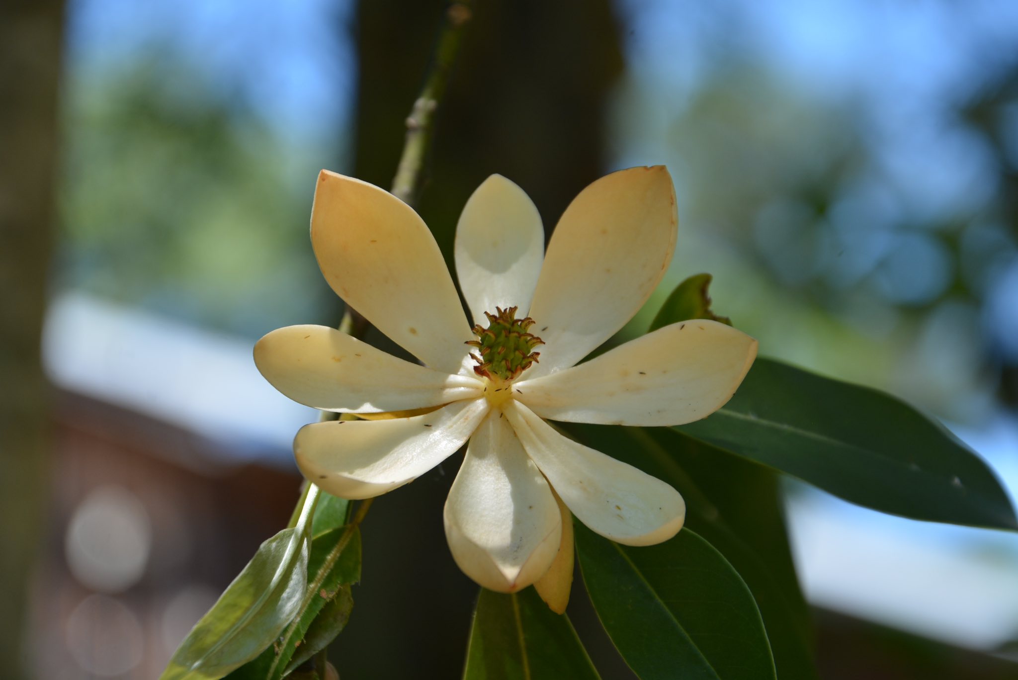 Georgia has a new state flower, and you can find it in Columbus