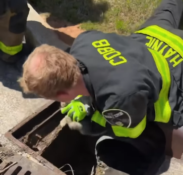 Cobb firefighters rescue cat from a storm drain