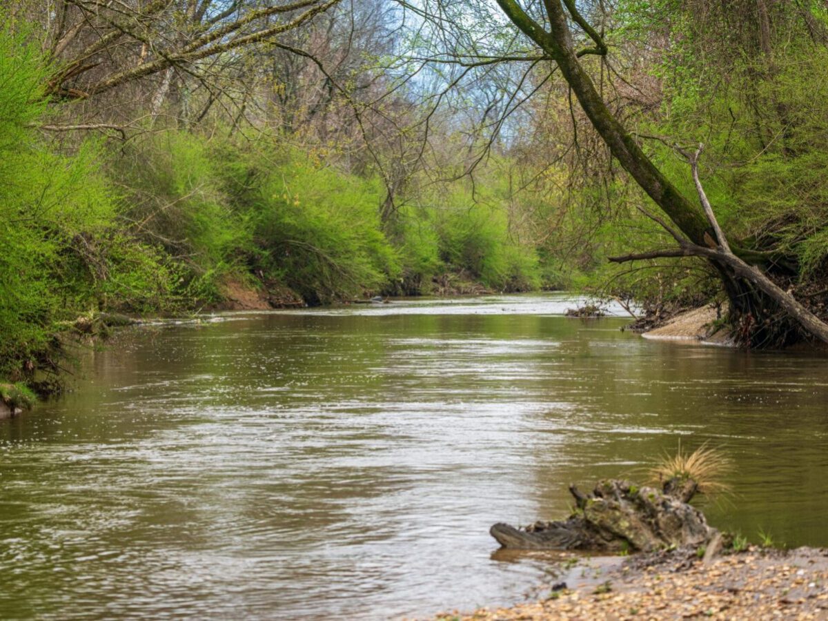 A serene forest river with lush greenery and calm waters, perfect for tranquility and nature lovers.