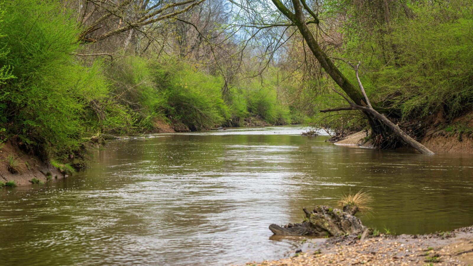 A serene forest river with lush greenery and calm waters, perfect for tranquility and nature lovers.