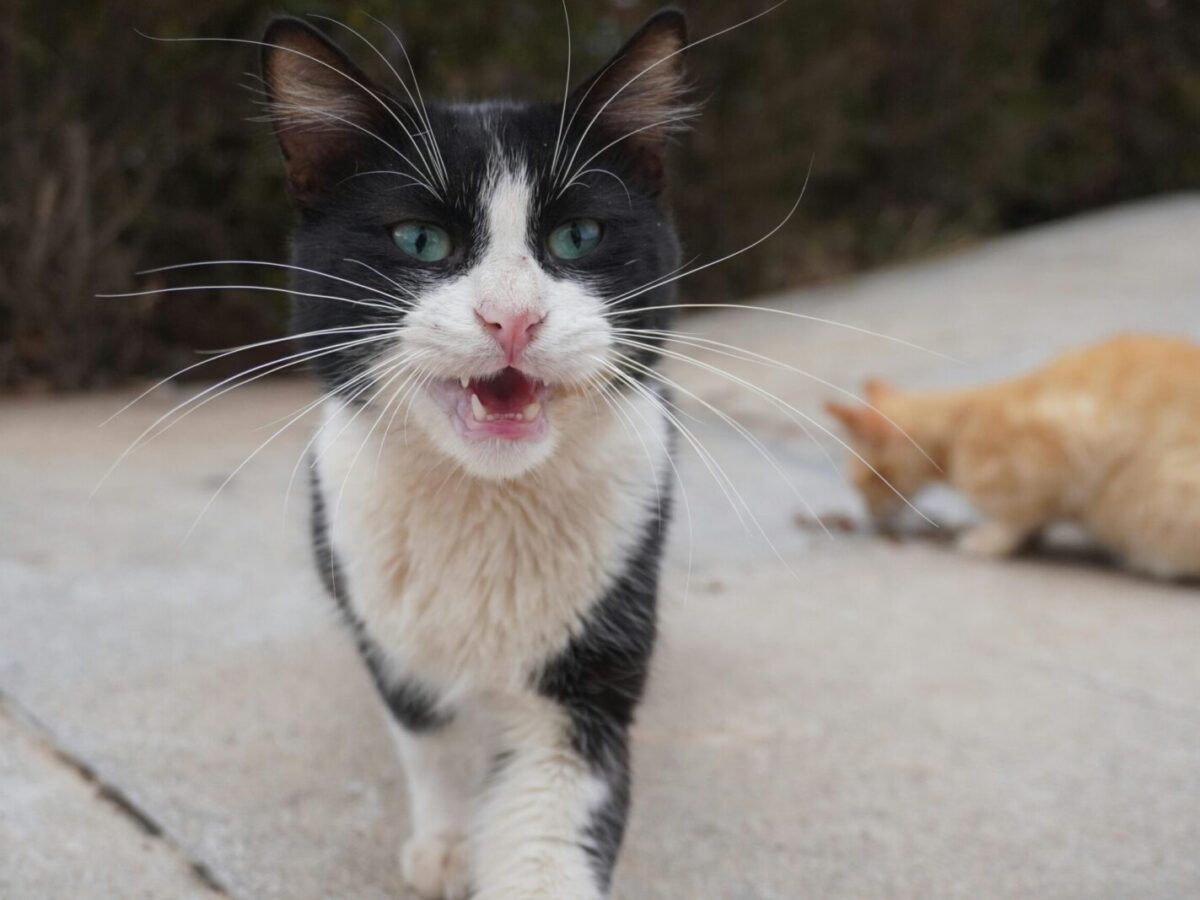 A close-up of a black and white cat with blue eyes walking towards the camera with its mouth open. In the background, a blurred orange cat is sitting on a concrete surface.