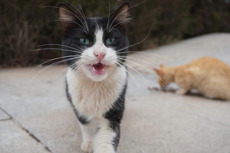 A close-up of a black and white cat with blue eyes walking towards the camera with its mouth open. In the background, a blurred orange cat is sitting on a concrete surface.