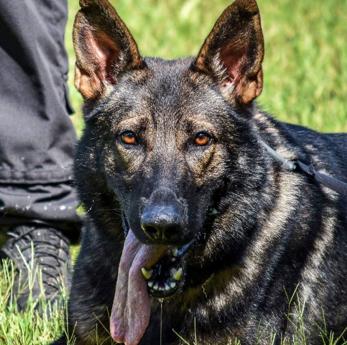 DeKalb mourns K-9 Narry, the good boy who took $600K in drugs off the street