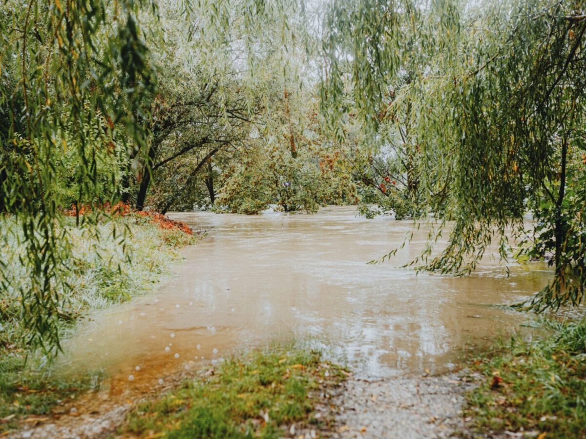 A flooded forest path with lush greenery and overhanging willow trees after heavy rainfall.