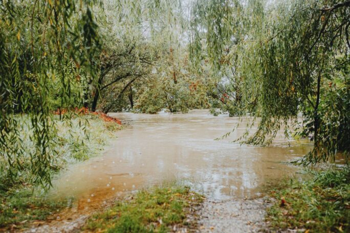 A flooded forest path with lush greenery and overhanging willow trees after heavy rainfall.