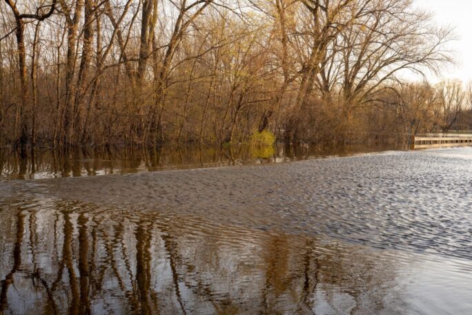 A serene scene of a forest partially submerged by floodwaters during early spring.
