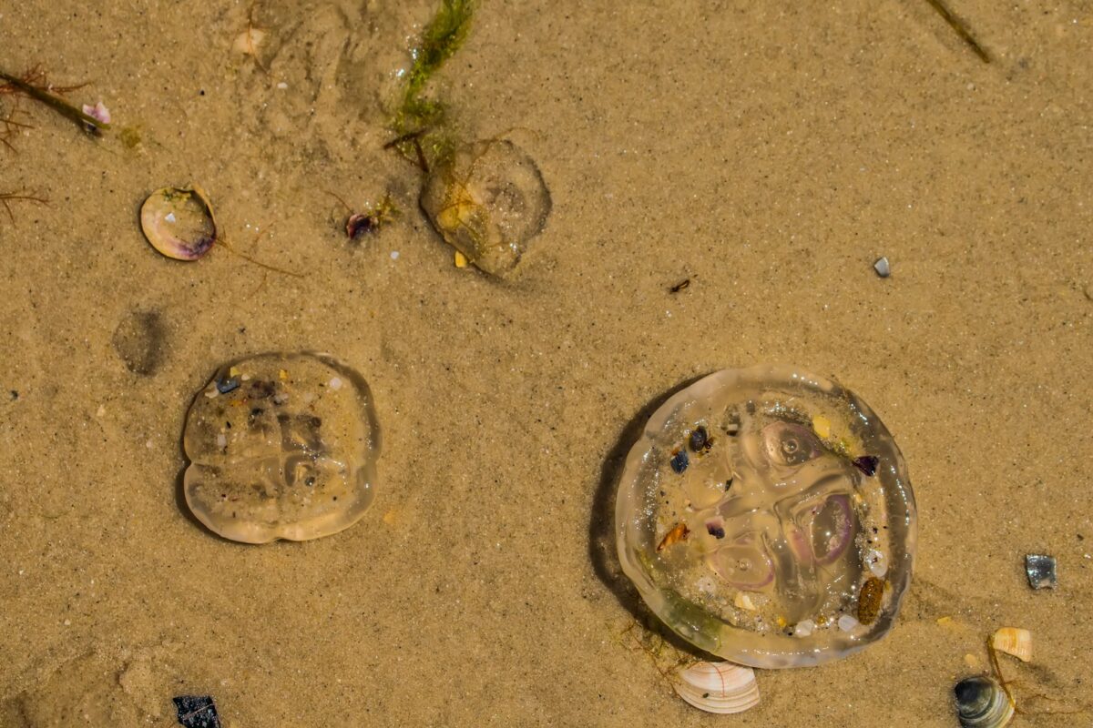 Jellyfish invasion on Tybee Island