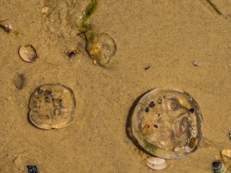a jellyfish in the sand next to a jellyfish