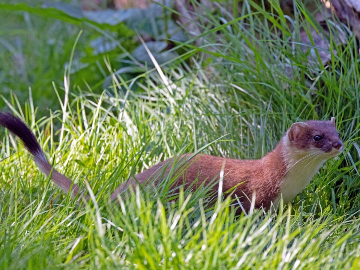 A stoat (Mustela erminea) explores the vibrant grass in Niedersachsen, Germany.