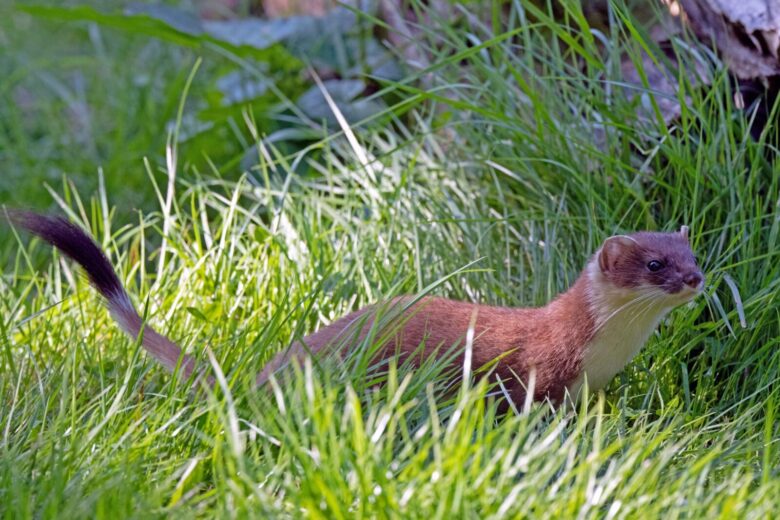 A stoat (Mustela erminea) explores the vibrant grass in Niedersachsen, Germany.