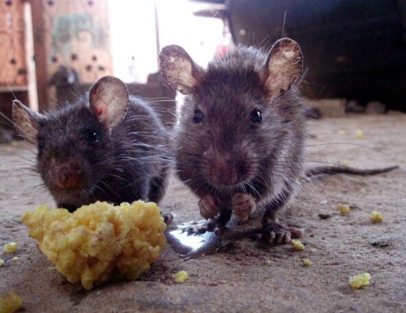 Atlanta ranks 12th most rat-infested city in the US Openverse E1f4ac29 D7b2 4a61 A04c 174a4d273d25 592x456